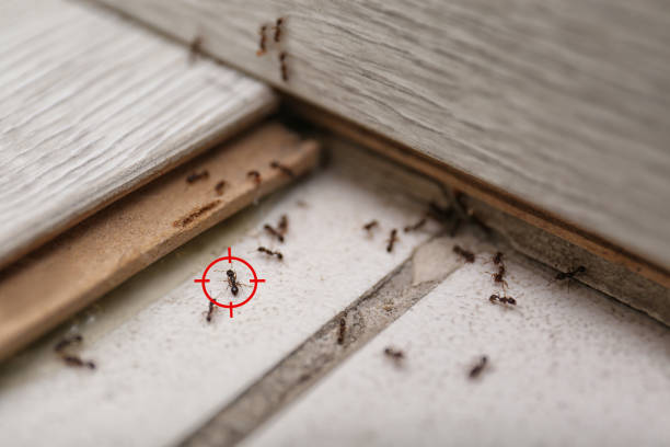 Best Exterminator Services  in Nokomis, FL