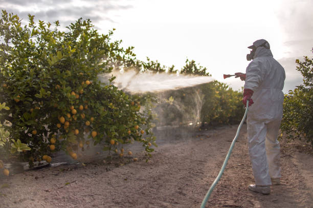 Best Bed Bug Extermination  in Nokomis, FL