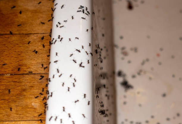 Best Mosquito Control Services  in Nokomis, FL